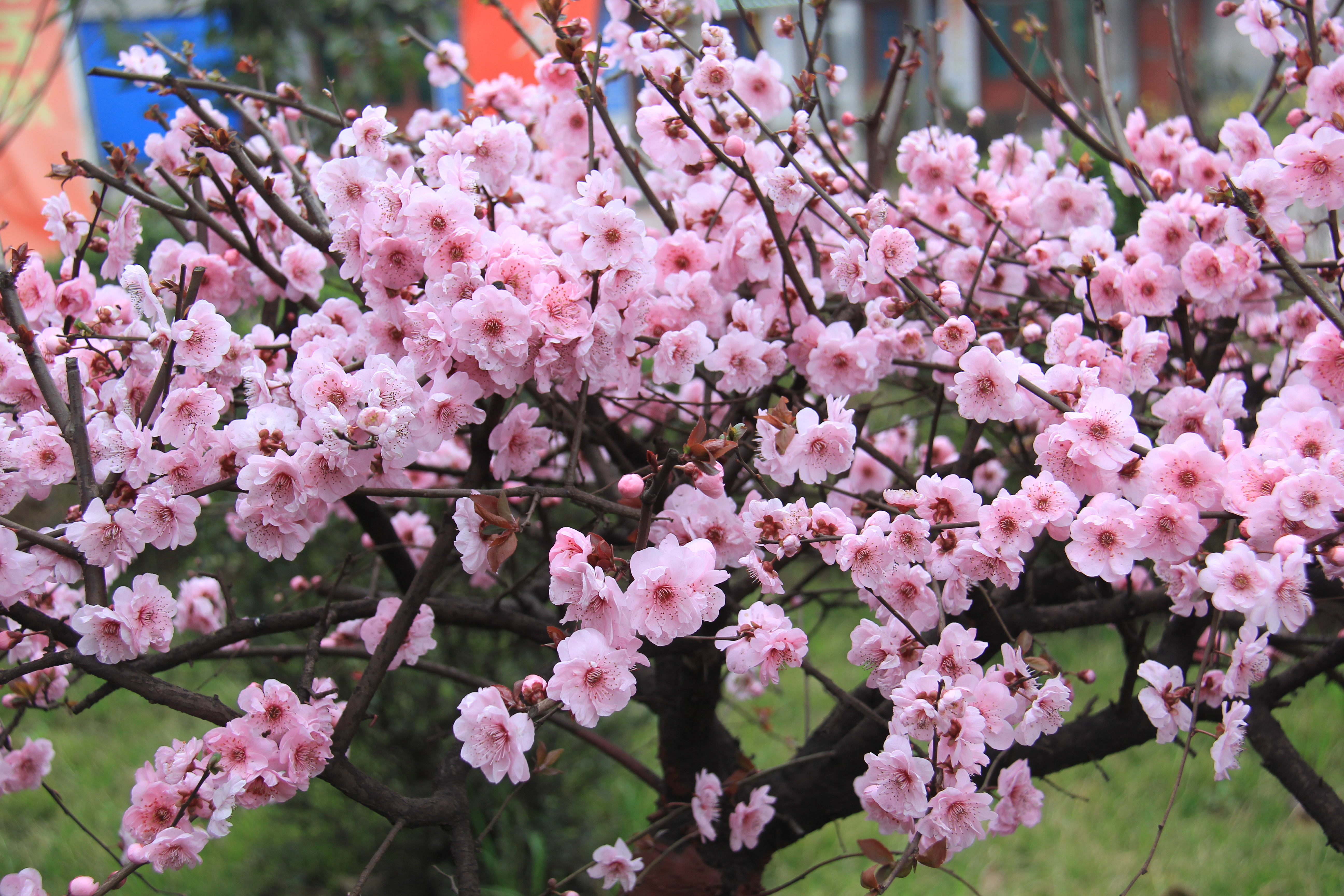 【美麗漢鋼】春花春草春意濃 鋼城三月春如畫 【美麗漢鋼】春花春草春意濃 鋼城三月春如畫