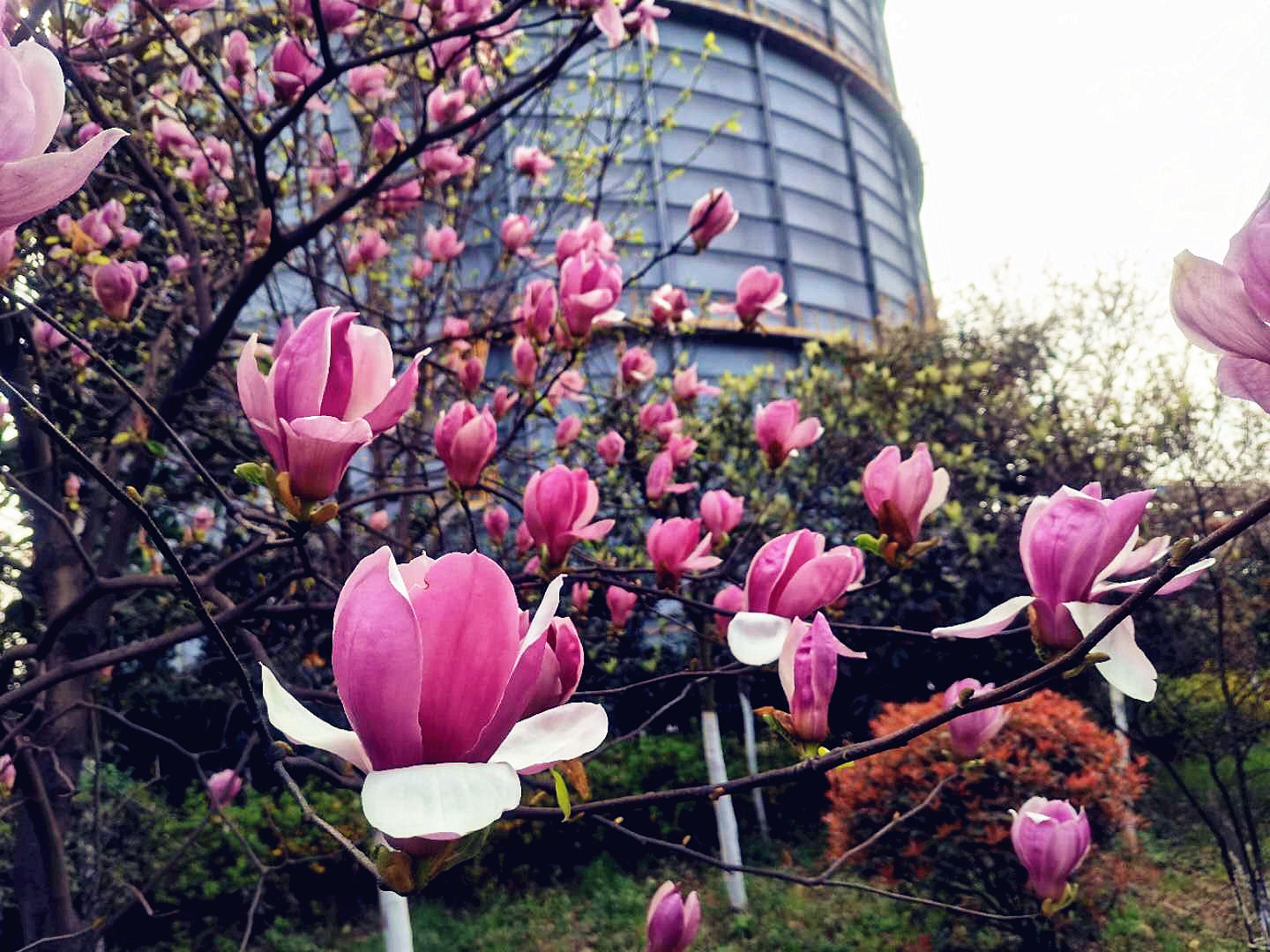 【美麗漢鋼】漢鋼踏春賞花圖鑒 【美麗漢鋼】漢鋼踏春賞花圖鑒