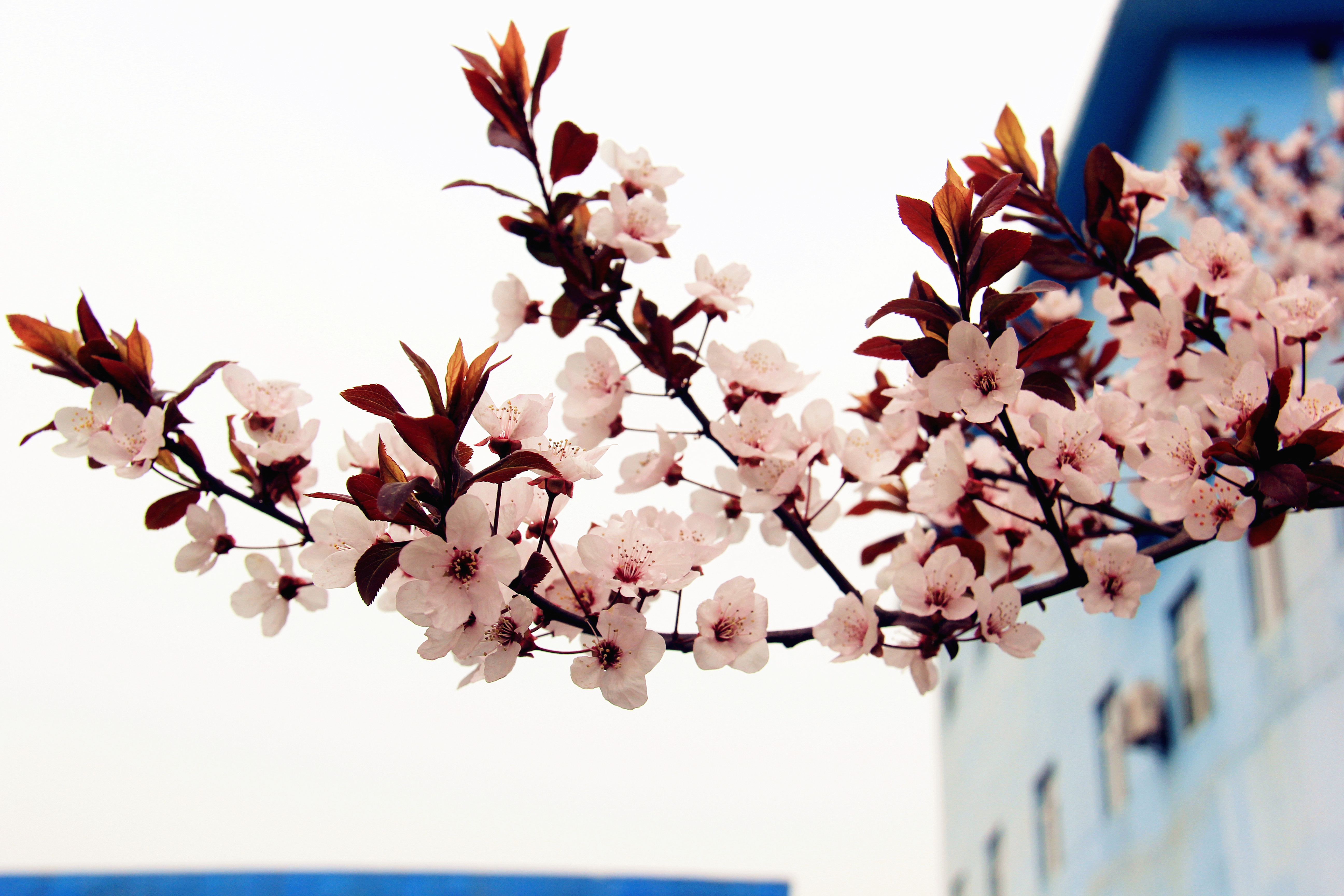 �������h䓡��h�̤���p���D�b