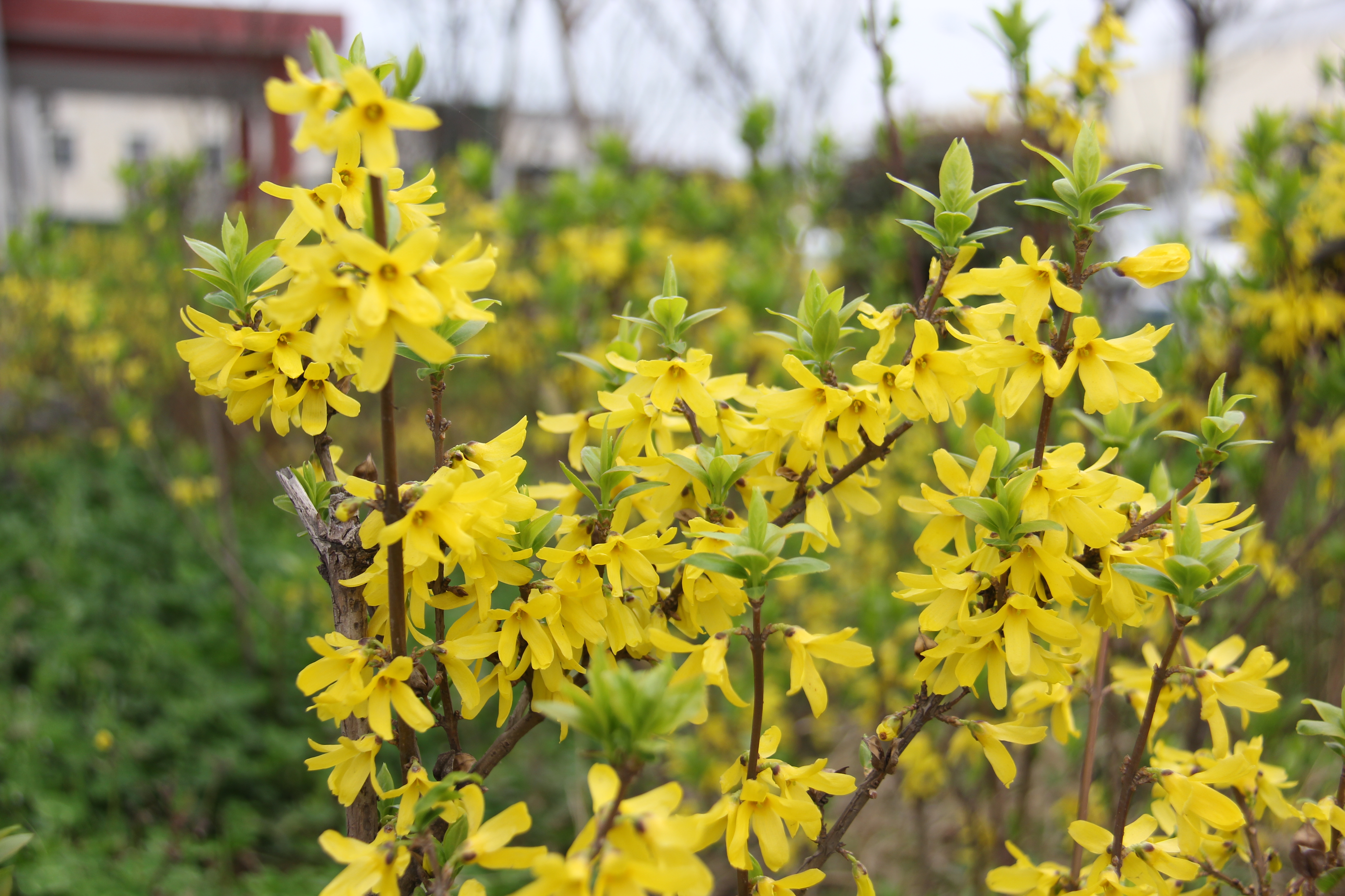 【美麗漢鋼】漢鋼踏春賞花圖鑒 【美麗漢鋼】漢鋼踏春賞花圖鑒