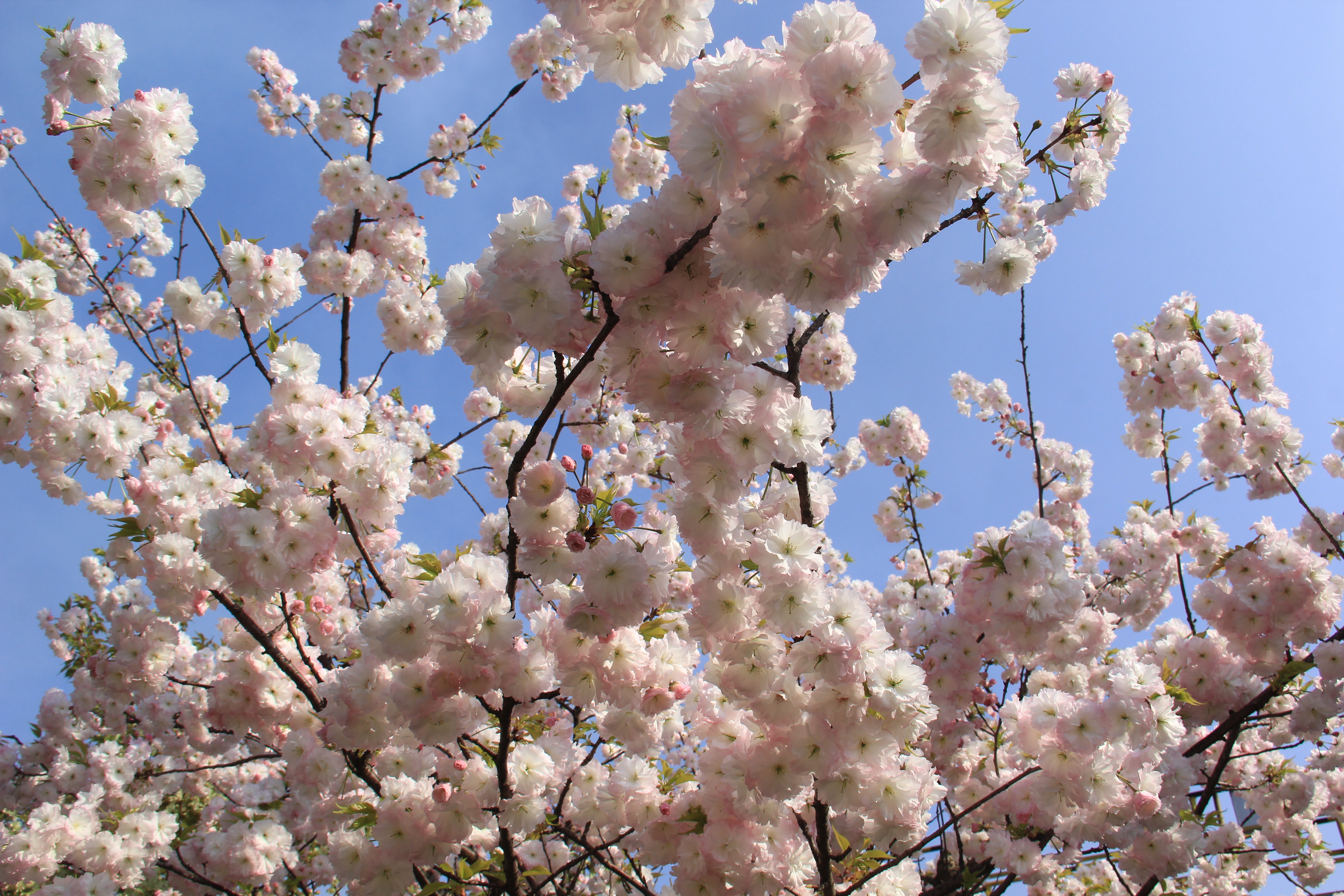 �������h䓡��h�̤���p���D�b