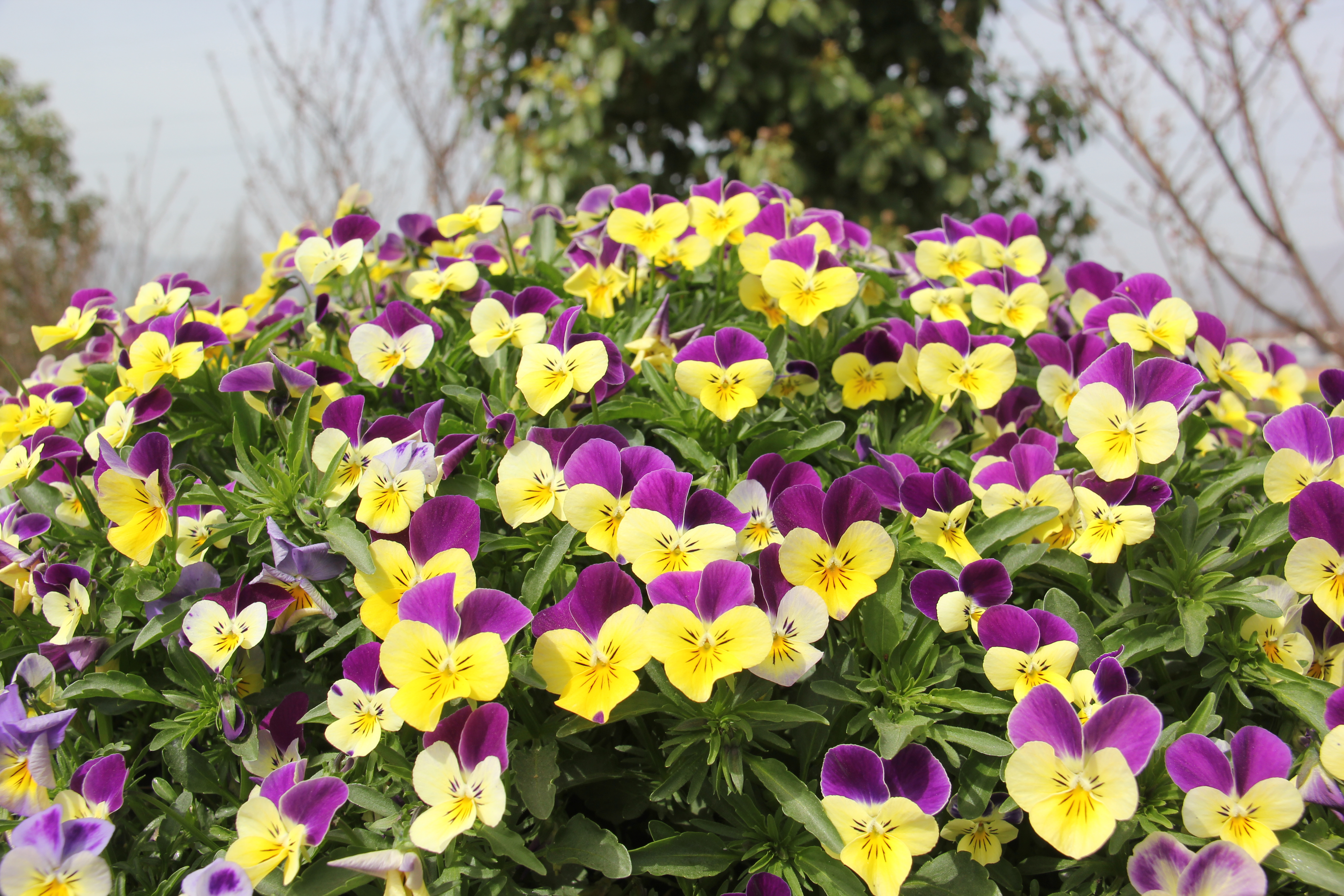 �������h䓡��h�̤���p���D�b