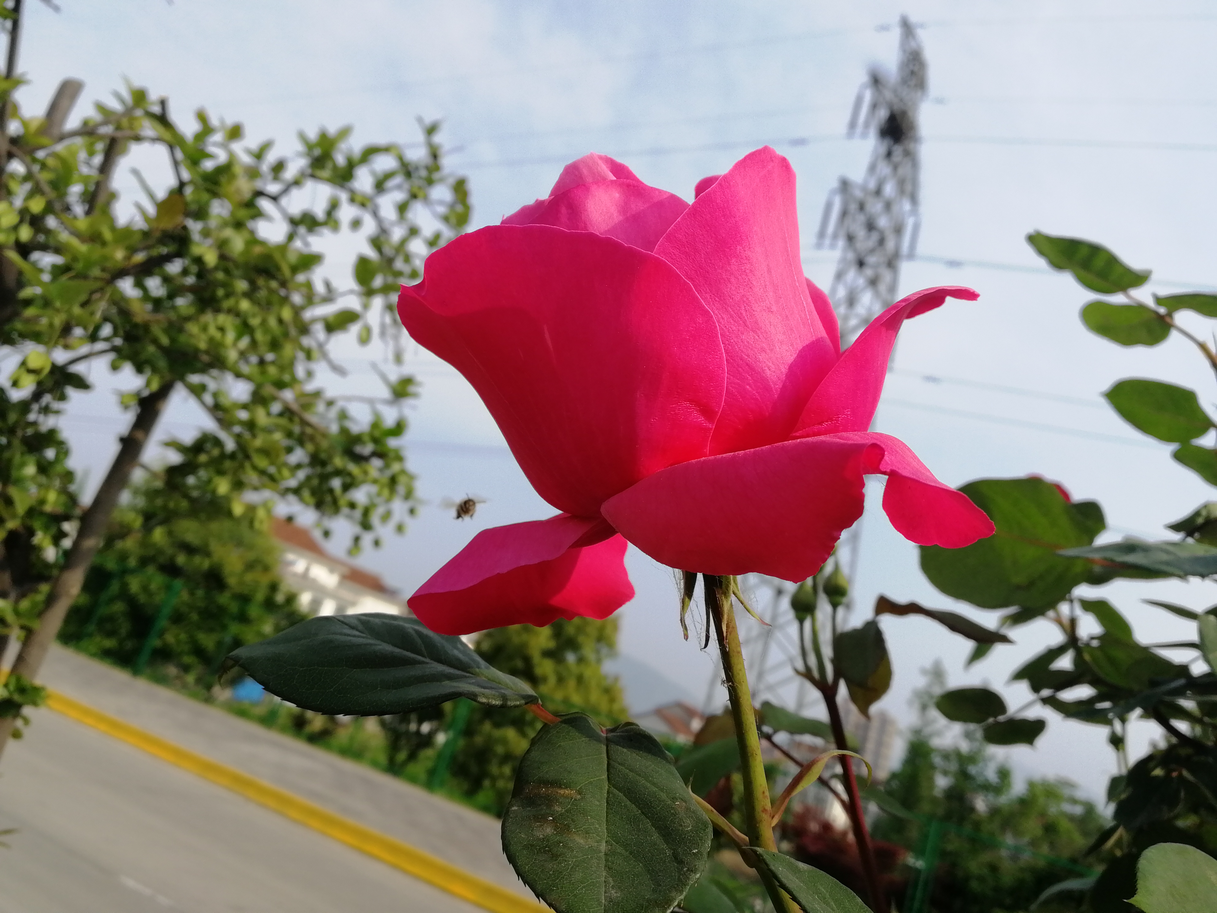 【美麗漢鋼】賞高桿月季,來美麗漢鋼 【美麗漢鋼】賞高桿月季,來美麗漢鋼