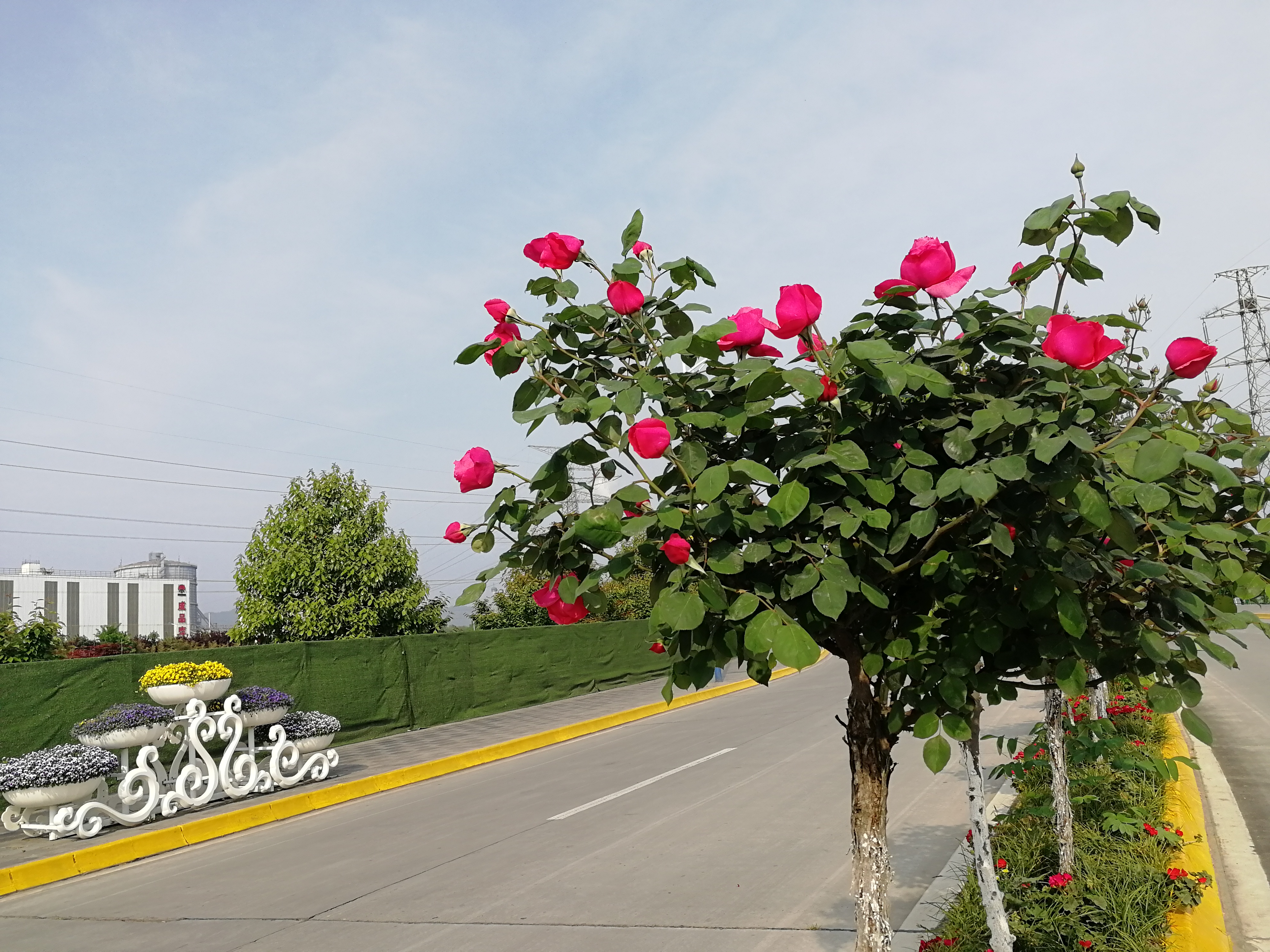 【美麗漢鋼】賞高桿月季,來美麗漢鋼 【美麗漢鋼】賞高桿月季,來美麗漢鋼