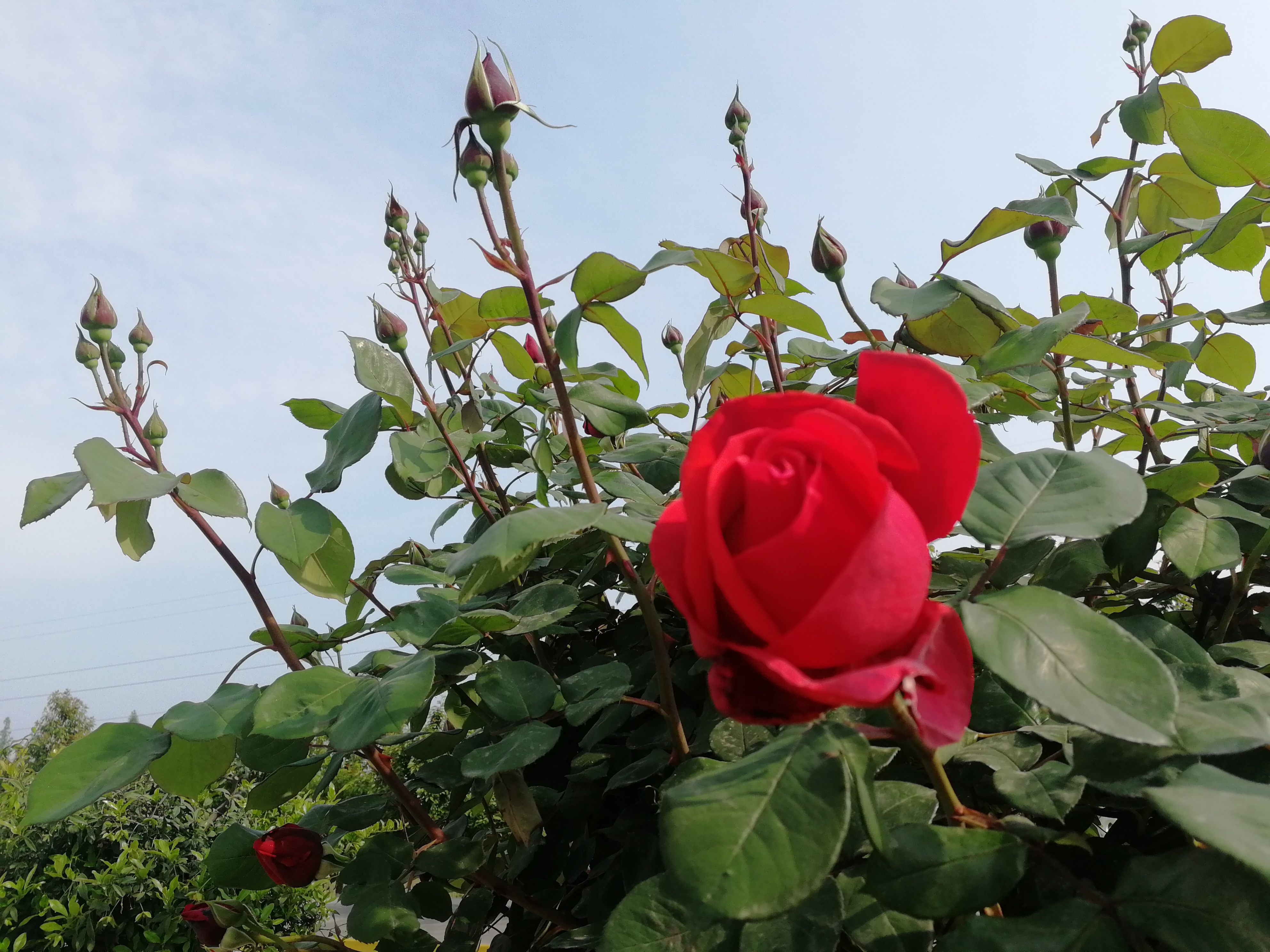 【美麗漢鋼】賞高桿月季,來美麗漢鋼 【美麗漢鋼】賞高桿月季,來美麗漢鋼