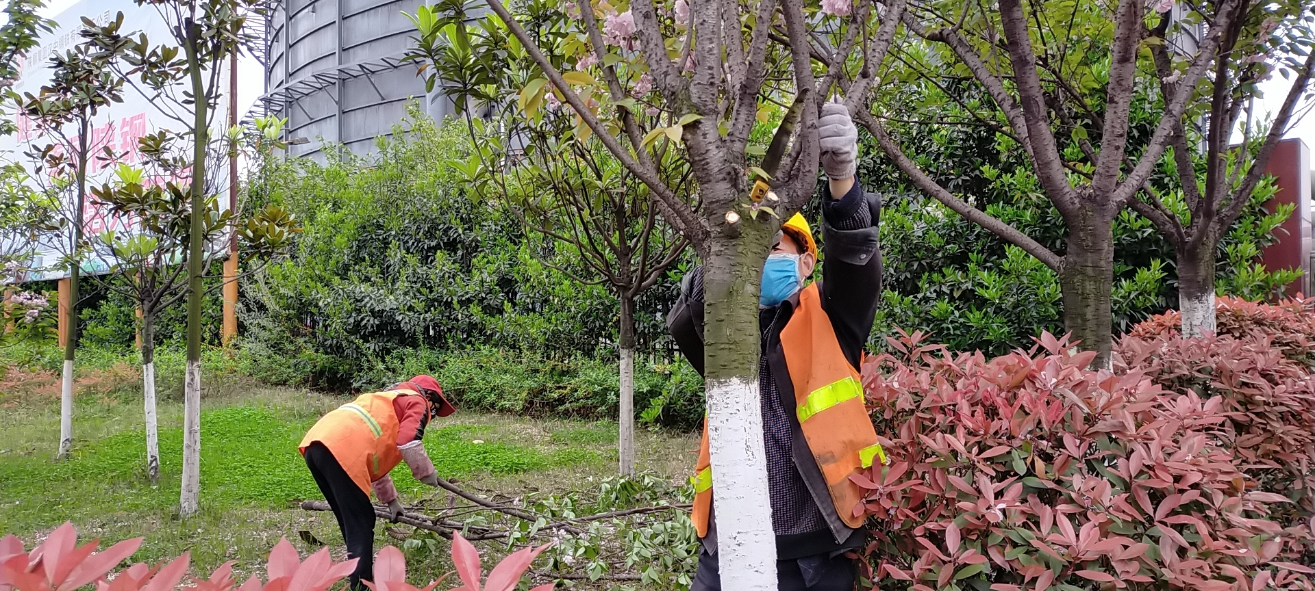 【美麗漢鋼】公司多措并舉 做好春季綠化苗木養護工作 【美麗漢鋼】公司多措并舉 做好春季綠化苗木養護工作