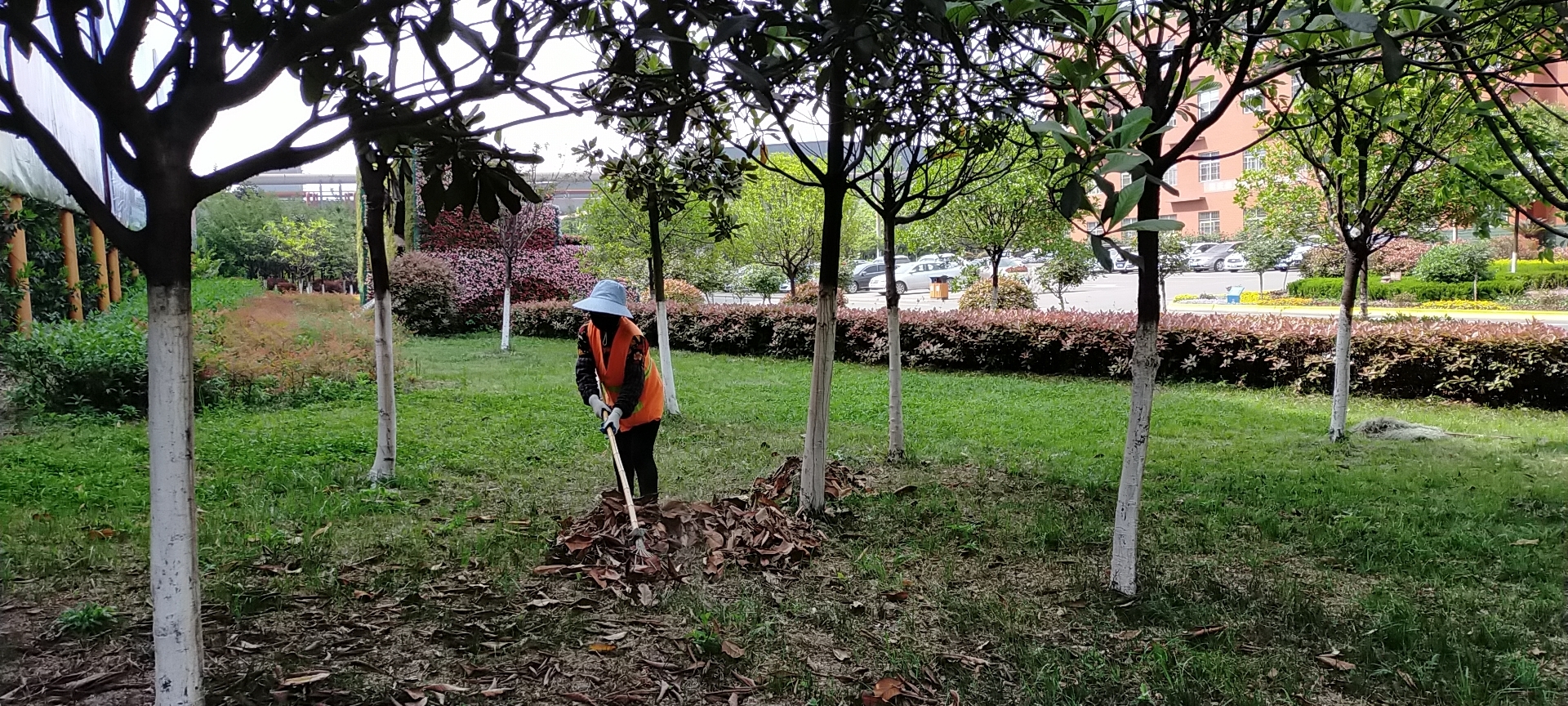 【美麗漢鋼】公司多措并舉 做好春季綠化苗木養護工作 【美麗漢鋼】公司多措并舉 做好春季綠化苗木養護工作