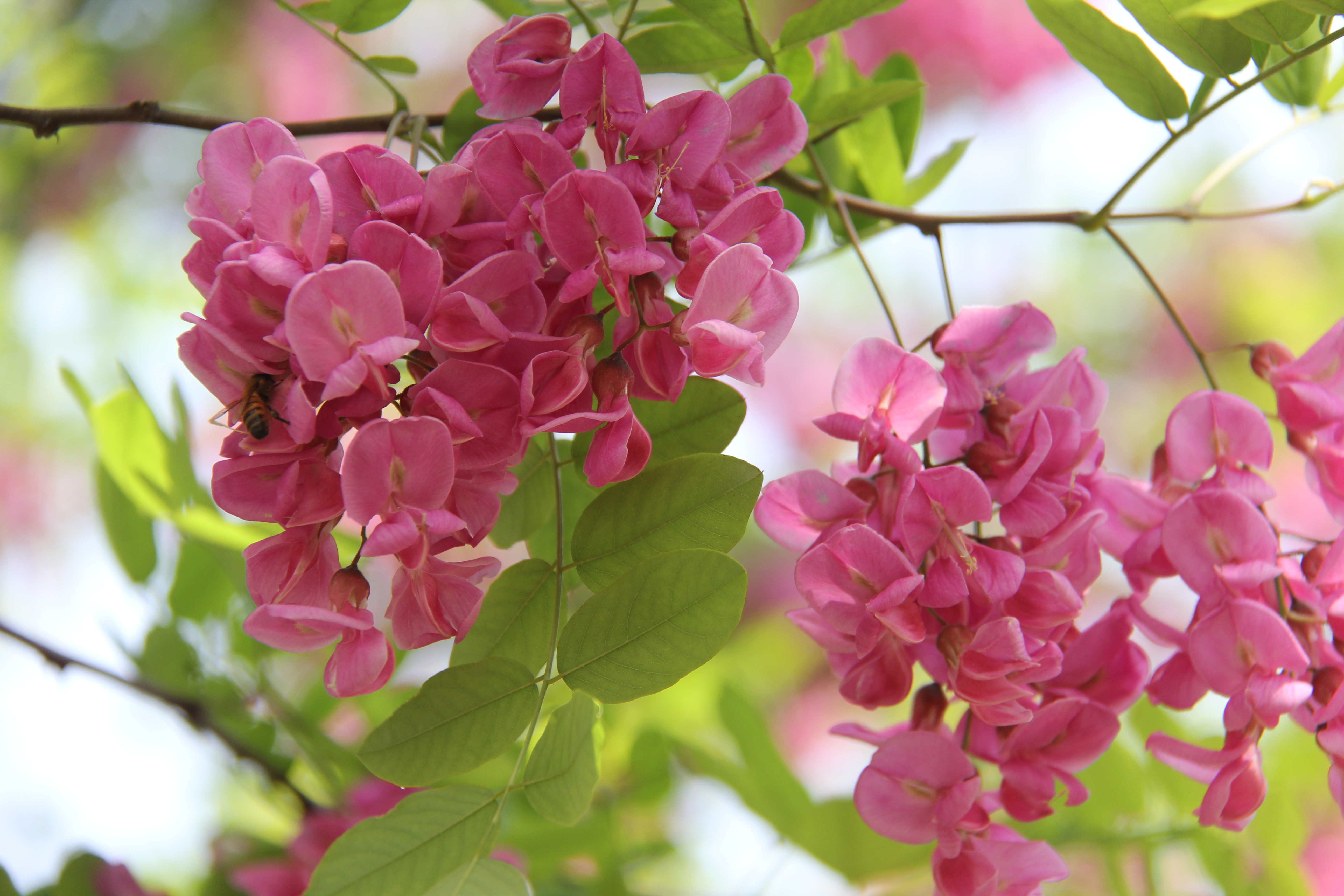 �������h䓡��R�^�µĝh䓴�