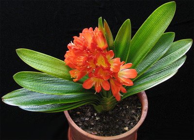 【鋼城文苑】一縷蘭香寄悠遠