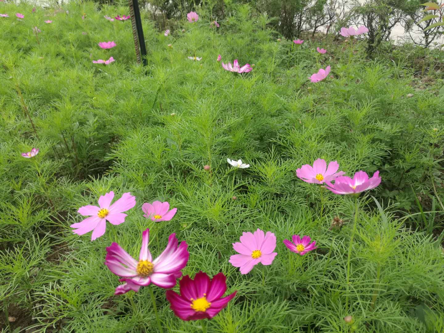 【鋼城文苑】格桑花兒開 【鋼城文苑】格桑花兒開