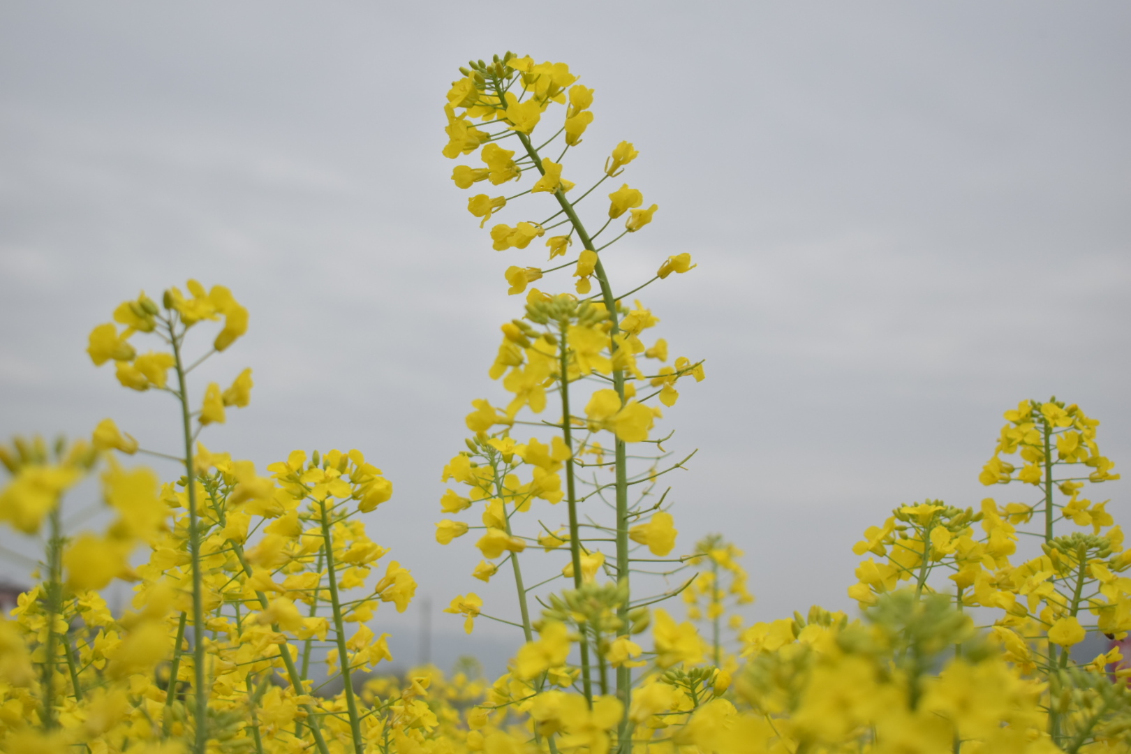 ��䓳���Է��������h